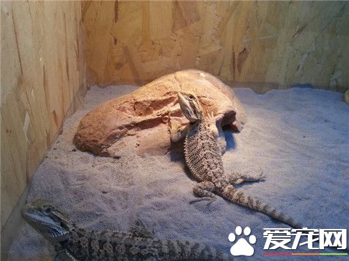 鬃狮蜥拉稀 鬃狮蜥拉稀的治疗药物以及症状