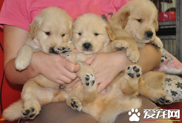 金毛寻回犬多少钱一只 价位大概在1500左右