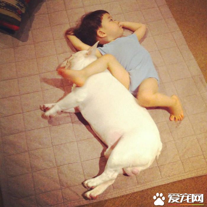 法国斗牛犬选购标准 买法国斗牛犬的注意事项