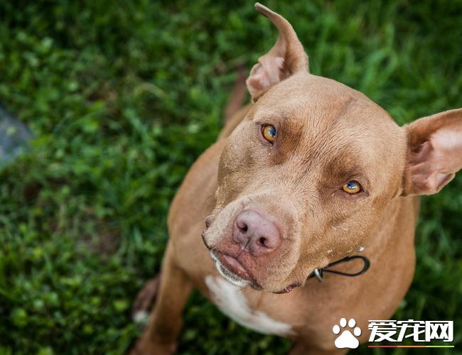 法老王猎犬的价格 品相不好的要3到5万左右