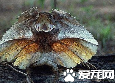 伞蜥价格 一般都在800到1500元的范围内