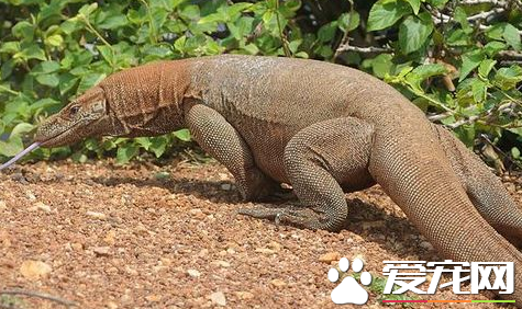 孟加拉巨蜥价格 各个地区价格差异很大