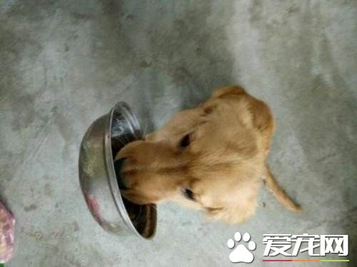 金毛寻回犬的训练 训练时必须建立处罚观念
