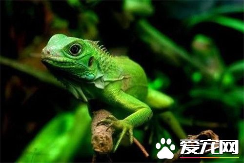 绿鬣蜥常见病 绿鬣蜥生病特征是什么