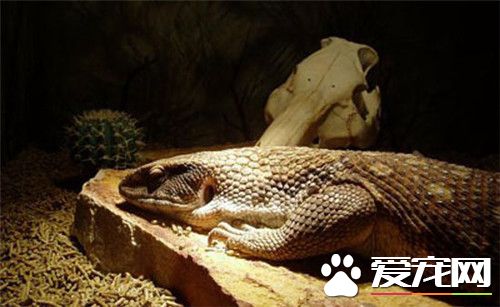 平原巨蜥哪里买 可通过网络或宠物市场进行