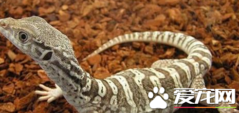 砂巨蜥价格 砂巨蜥价格在1700到2000元的范围内