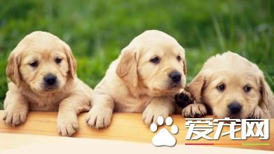 金毛寻回犬报价 纯种的在1000到1500元