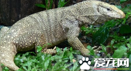 砂巨蜥价格 砂巨蜥价格在1700到2000元的范围内