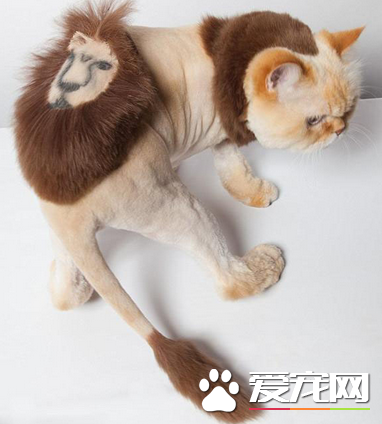 雄壮威武的小狮子，就问你怕不怕