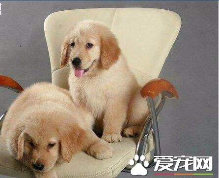 金毛寻回犬的饲养 不能让它分享人类的饮食