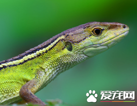 北草蜥价格 北草蜥参考价格在80到130