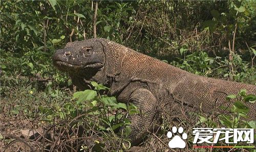 科莫多巨蜥有毒吗 科莫多巨蜥是有毒的蜥蜴