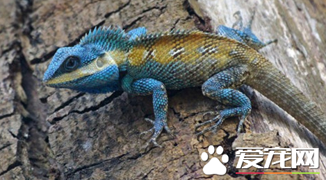 白唇树蜥价格 白唇树蜥的价格在150到200之间