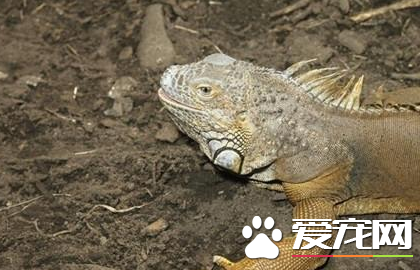 沙漠巨蜥价格 价格一直比较稳定在3000左右
