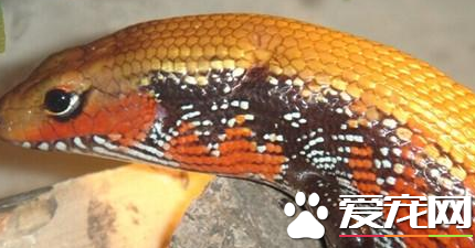 火焰石龙子价格 火焰石龙子价格在1700到2000元