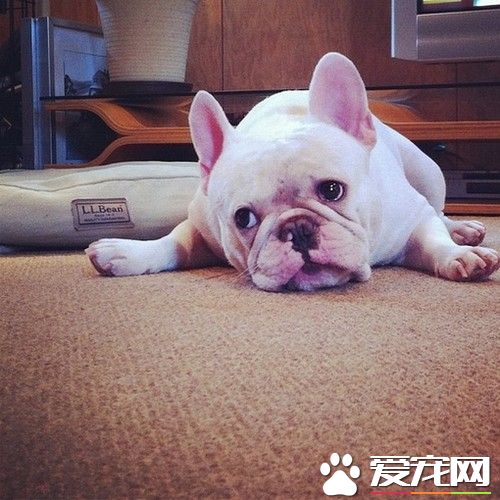 法国斗牛犬咬人吗 法国斗牛犬不会去咬人