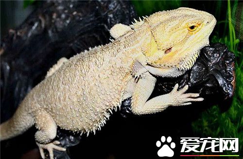 鬃狮蜥便秘 可以轻轻用热毛巾刺激肛门