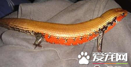 火焰石龙子价格 火焰石龙子价格在1700到2000元