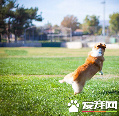 只能跳这么高了，我已经尽力了