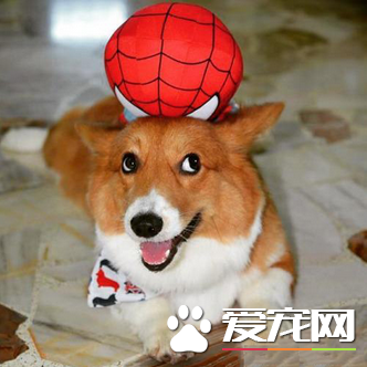 蜘蛛侠，你这是要去哪，我载你一程