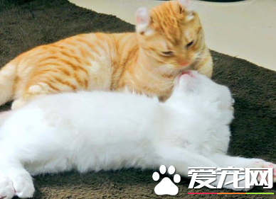 这恩爱秀得完虐单身狗