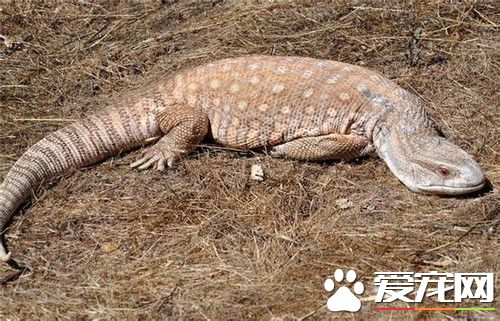 平原巨蜥哪里买 可通过网络或宠物市场进行