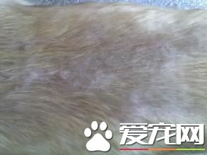 金毛寻回犬病症 寄生虫性皮肤病是常见的病症