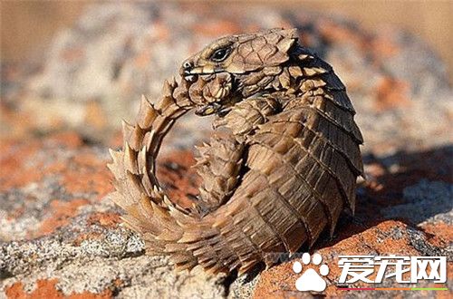 犰狳蜥多少钱 犰狳蜥的价格在1万元以上