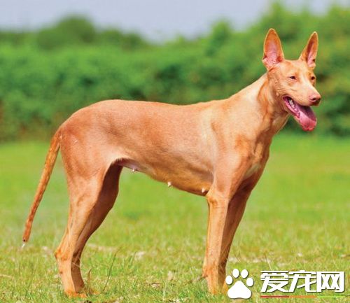 法老王猎犬的价格 品相不好的要3到5万左右