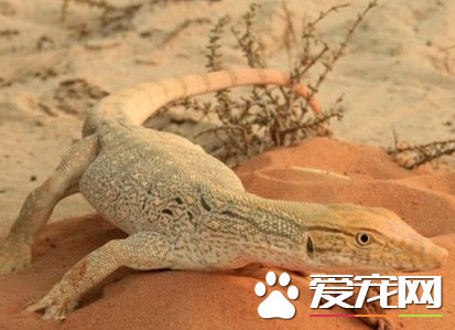 沙漠巨蜥价格 价格一直比较稳定在3000左右