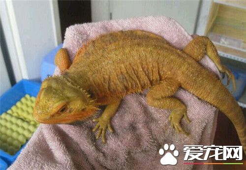 鬃狮蜥训练 鬃狮蜥训练大小便的方法