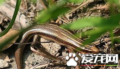 四线石龙子价格 目前价格大约在50到200元之间