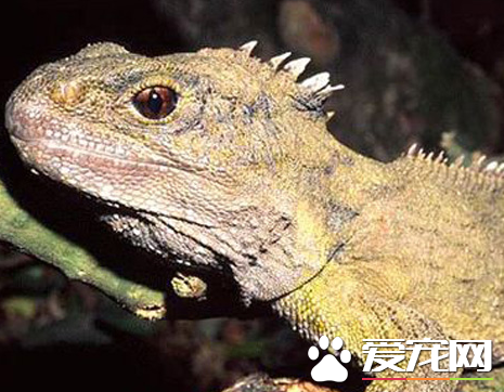 刺背鳄蜥多少钱 价格多在200到800元之间