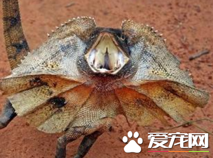 伞蜥价格 一般都在800到1500元的范围内