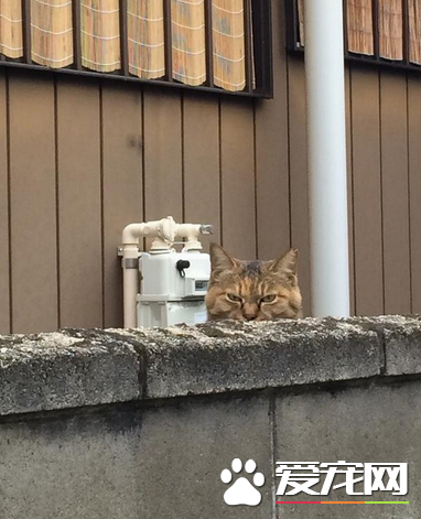 我已经开始注意你了，人类，你给喵小心点