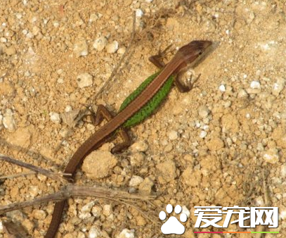 北草蜥价格 北草蜥参考价格在80到130