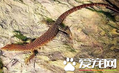 帝汶巨蜥价格 帝汶巨蜥的价格在约250至400左右