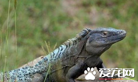 刺尾鬣蜥价格 不同地区价格也是不相同的