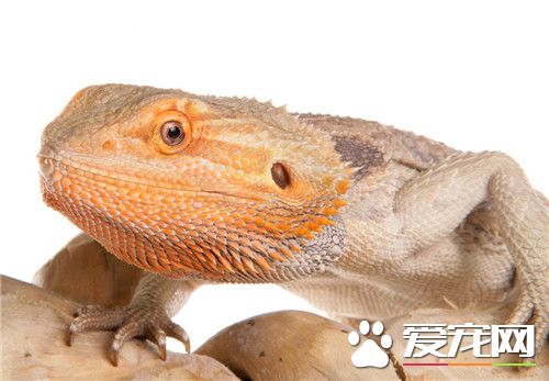 鬃狮蜥蜕皮 鬃狮蜥蜴两三个星期就会蜕一次皮