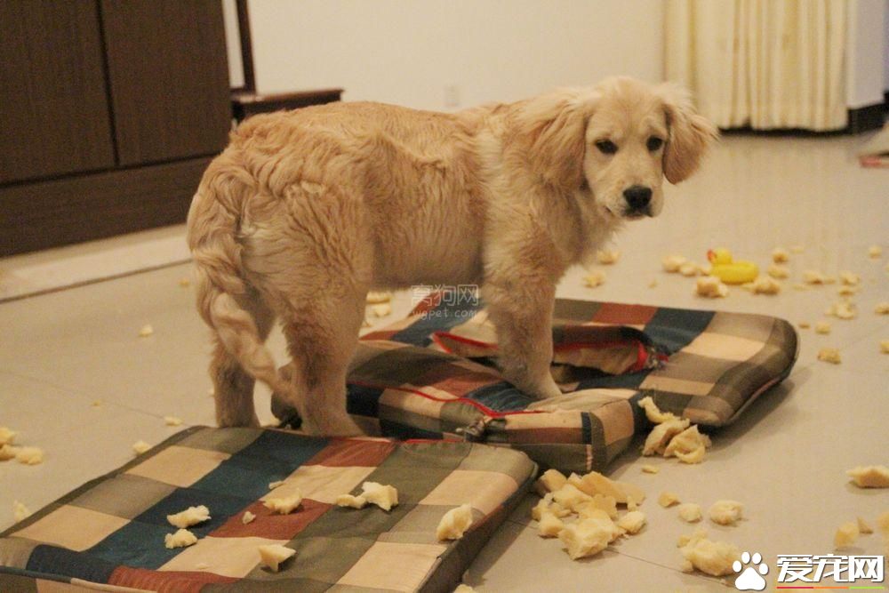 金毛寻回犬的训练 训练时必须建立处罚观念