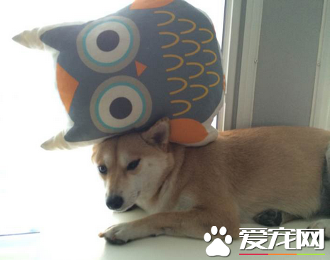 太善良了，连个猫头鹰玩偶都欺负我