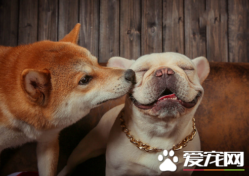 轻轻的一个吻，已经打动我的心