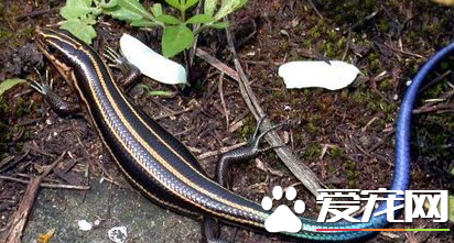 四线石龙子价格 目前价格大约在50到200元之间