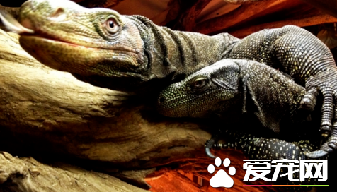 萨氏巨蜥价格 价格要根据当地的市场来决定