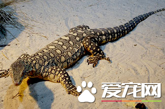 眼斑巨蜥多少钱 价格根据当地市场来决定