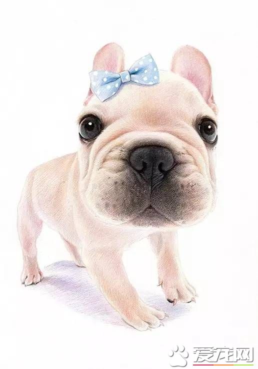 法国斗牛犬选购标准 买法国斗牛犬的注意事项