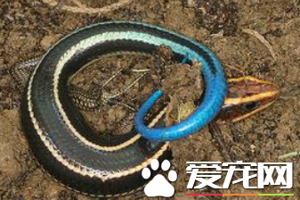 四线石龙子价格 目前价格大约在50到200元之间