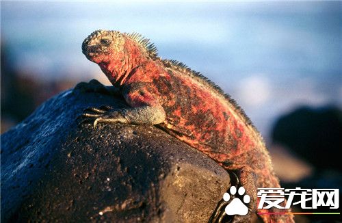 海鬣蜥价格 美国标价为12000美元一只