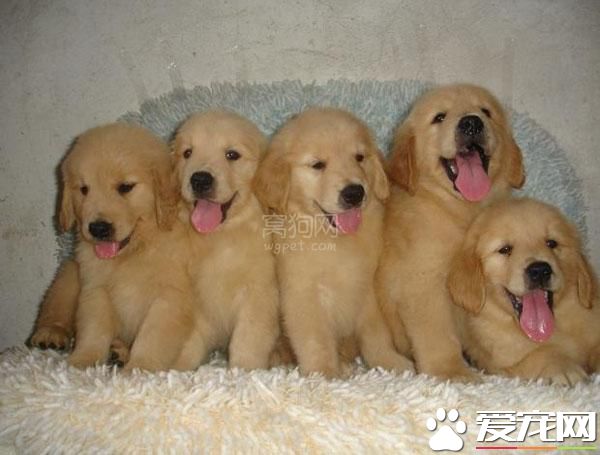 金毛寻回犬的喂养 金毛最好一天分三次喂食