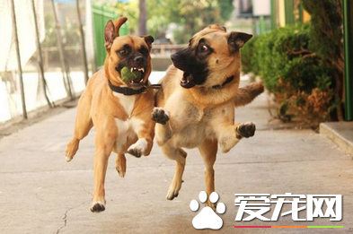 哥们，我跟你说，你嘴里的球刚刚掉便便上了